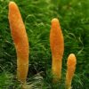 Cordyceps Militaries