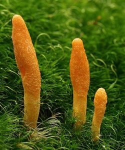 Cordyceps Militaries