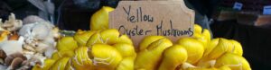 Yellow Oyster Mushrooms 