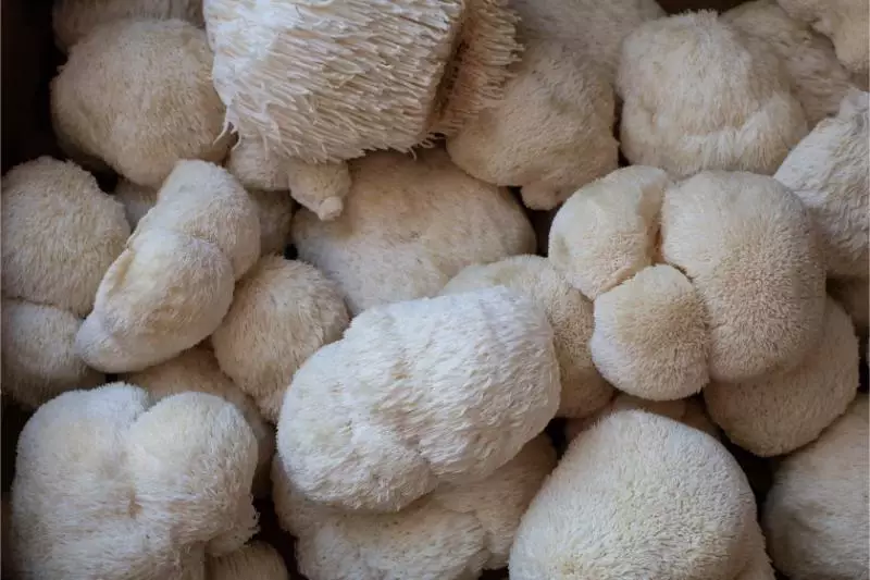 lions Mane Mushrooms