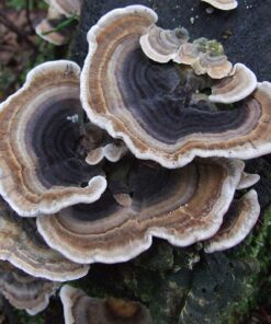 Turkey Tail