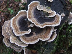 Turkey Tail