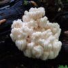 Bears Head Mushrooms