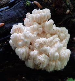 Bears Head Mushrooms