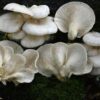 White Elm Oyster Mushrooms