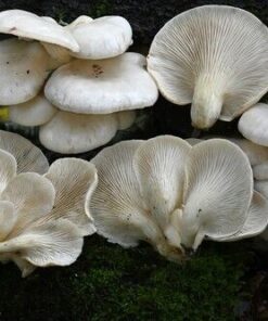 White Elm Oyster Mushrooms