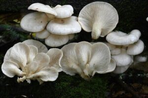 White Elm Oyster Mushrooms