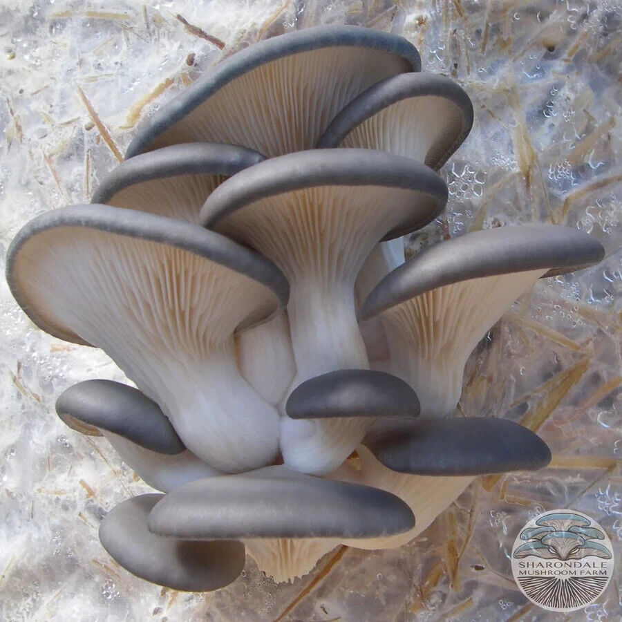 Oyster Mushrooms