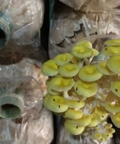 Golden Oyster Mushrooms Myceliumworld