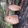 Brown Oyster Tree Mushrooms