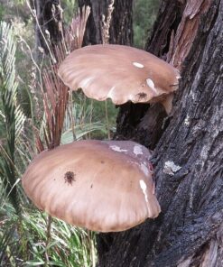 Brown Oyster Tree Mushrooms