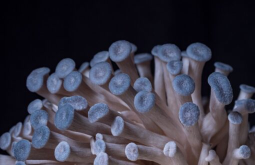 10ml Blue Oyster Mushrooms Specialist Range Liquid Mycelium Culture / Seed - Image 4