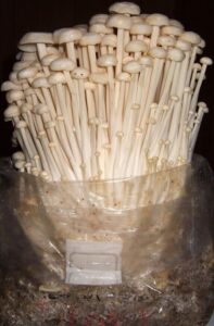 Enoki