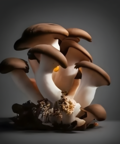 Black Pearl King Oyster Mushrooms