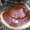 Red Reishi