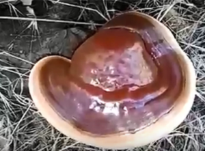 Red Rishi Mushrooms