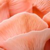 Pink Oyster Mushrooms