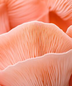 Pink Oyster Mushrooms