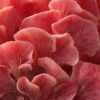 Pink Oyster Mushrooms