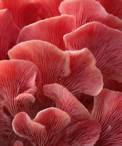 Pink Oyster Mushrooms