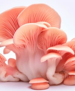 Pink Oyster Mushrooms