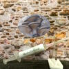 Blue Oyster Mushroom MyceliumWorld