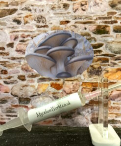 Blue Oyster Mushroom MyceliumWorld