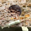 Brown Oyster Mushrooms Mycelium Seed Culture