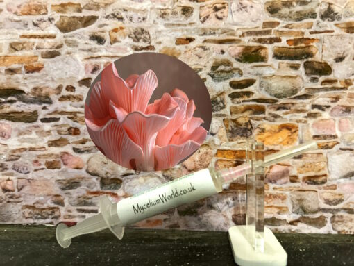 Pink Oyster Mushrooms Mycelium Spawn Kits