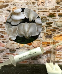 White Elm Oyster 10ml Culture Mycelium