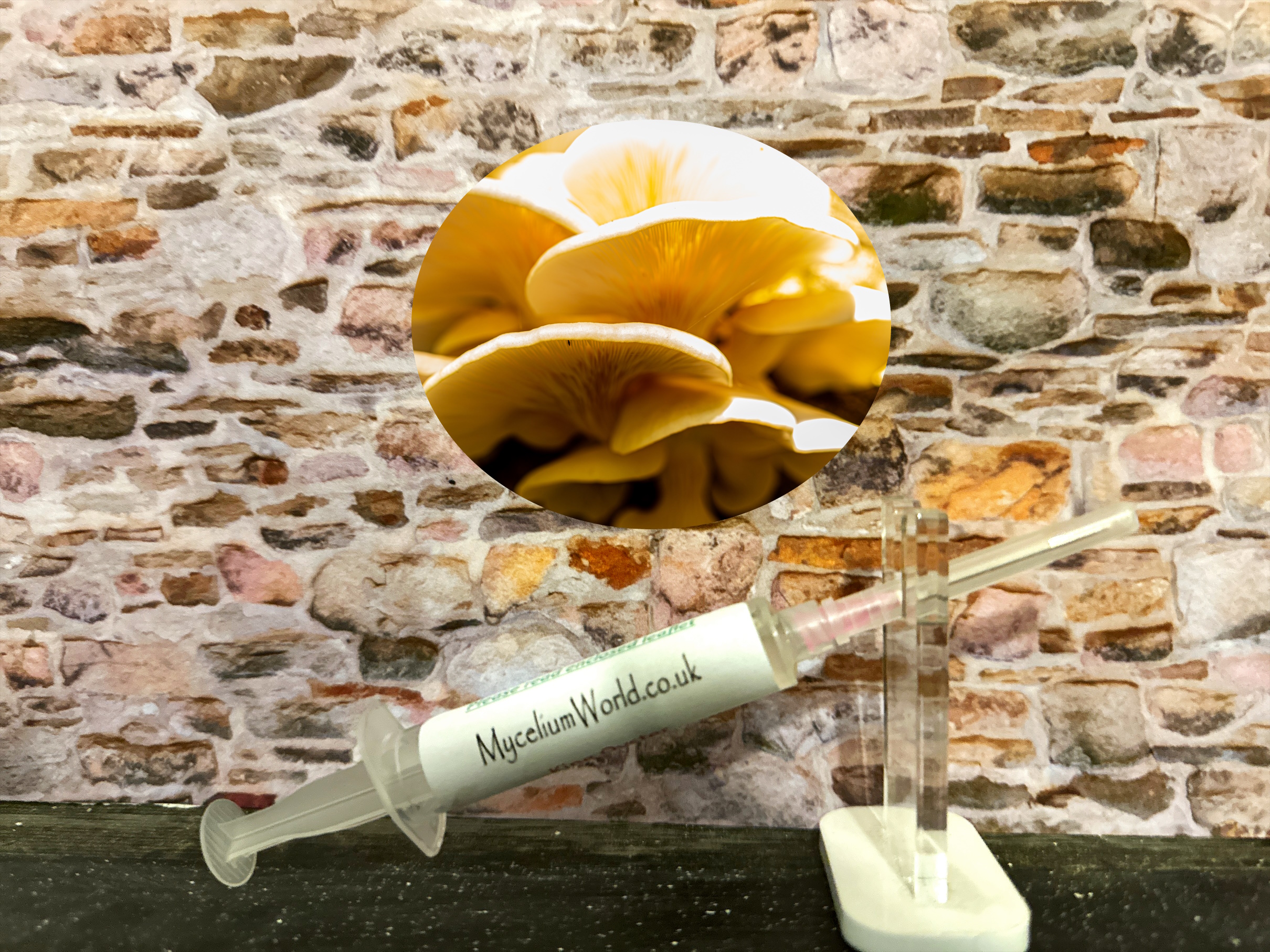 Summer Oyster Mushroom Myceliumworld