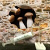king oyster mushroom MyceliumWorld mycelium