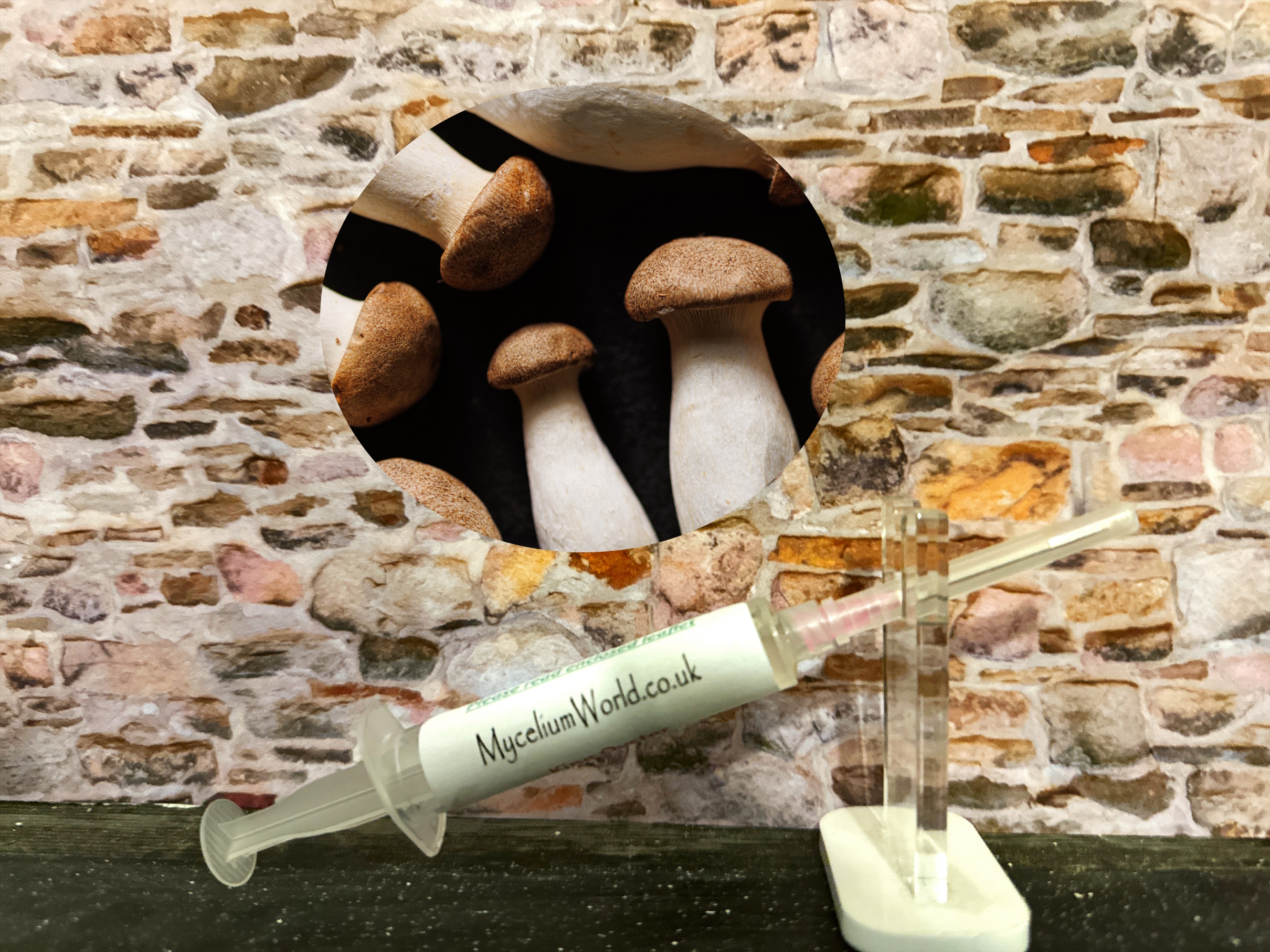 king oyster mushroom MyceliumWorld mycelium