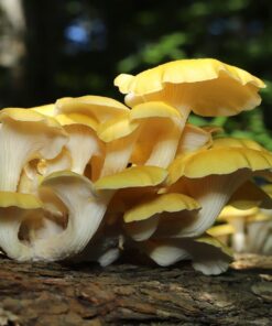 Oyster Mushrooms (The range)