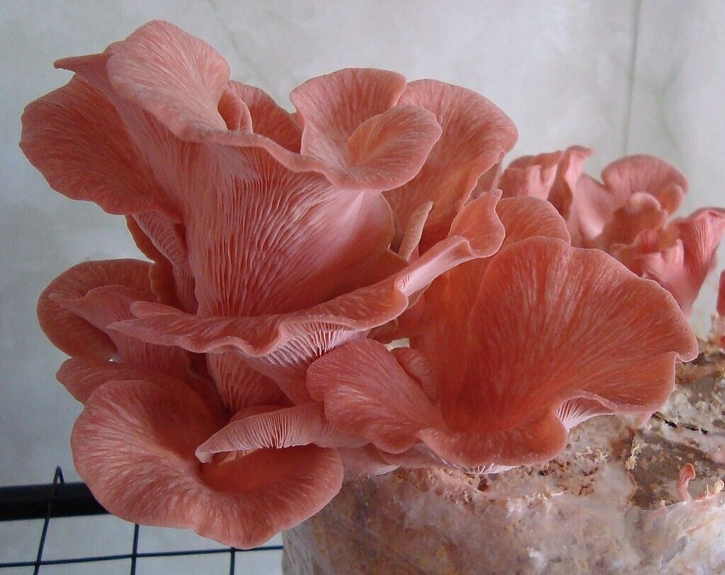 Pink Oyster Mushrooms
