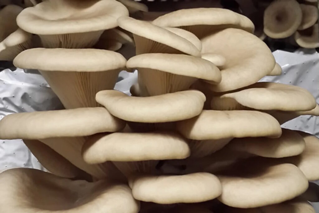 Sporeless Oyster Mushrooms