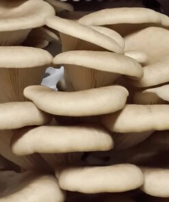 Sporeless Oyster Mushrooms