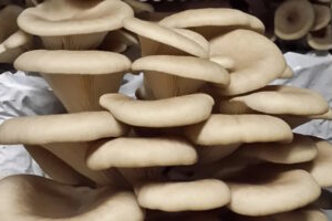 Sporeless Oyster Mushrooms