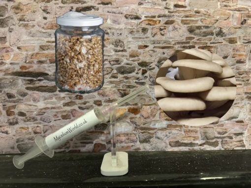 sporeless oyster mushroom