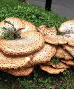 Dryads Saddle