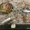 French Pioppino Mycelium Seed Grain Spawn