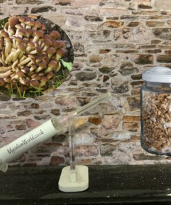 French Pioppino Mycelium Seed Grain Spawn