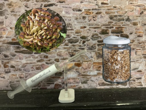 French Pioppino Mycelium Seed Grain Spawn