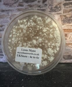 Lions Mane