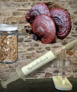 Red reishi