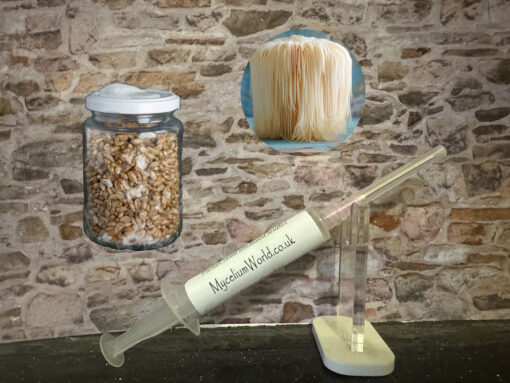 Lions Mane Culture Seed