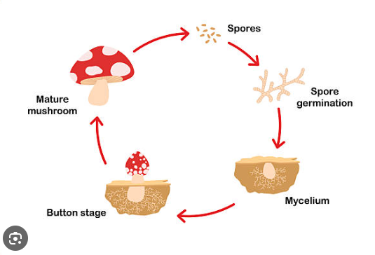 Mushroom Grow Cycle