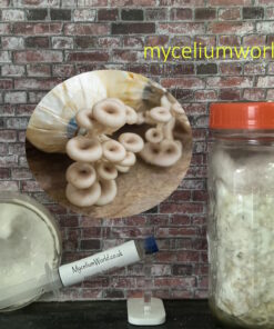 Phoenix Oyster Mushrooms