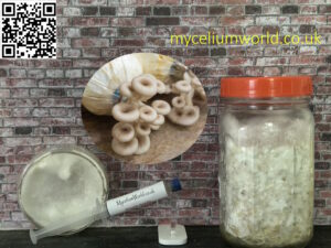 Phoenix Oyster Mushrooms