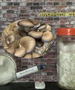 Black Pearl King Oyster Mushrooms